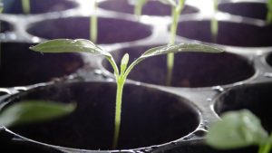 Tomato Seedlings in a Seedling Tray