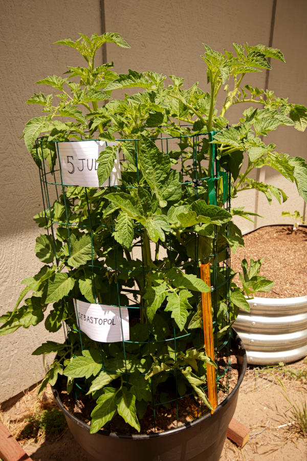 The leading tomato variety for this year's crop is the Sebastopol heirloom, a cherry tomato