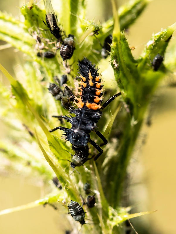 Lady Bug Larva with aphids from Pixabay